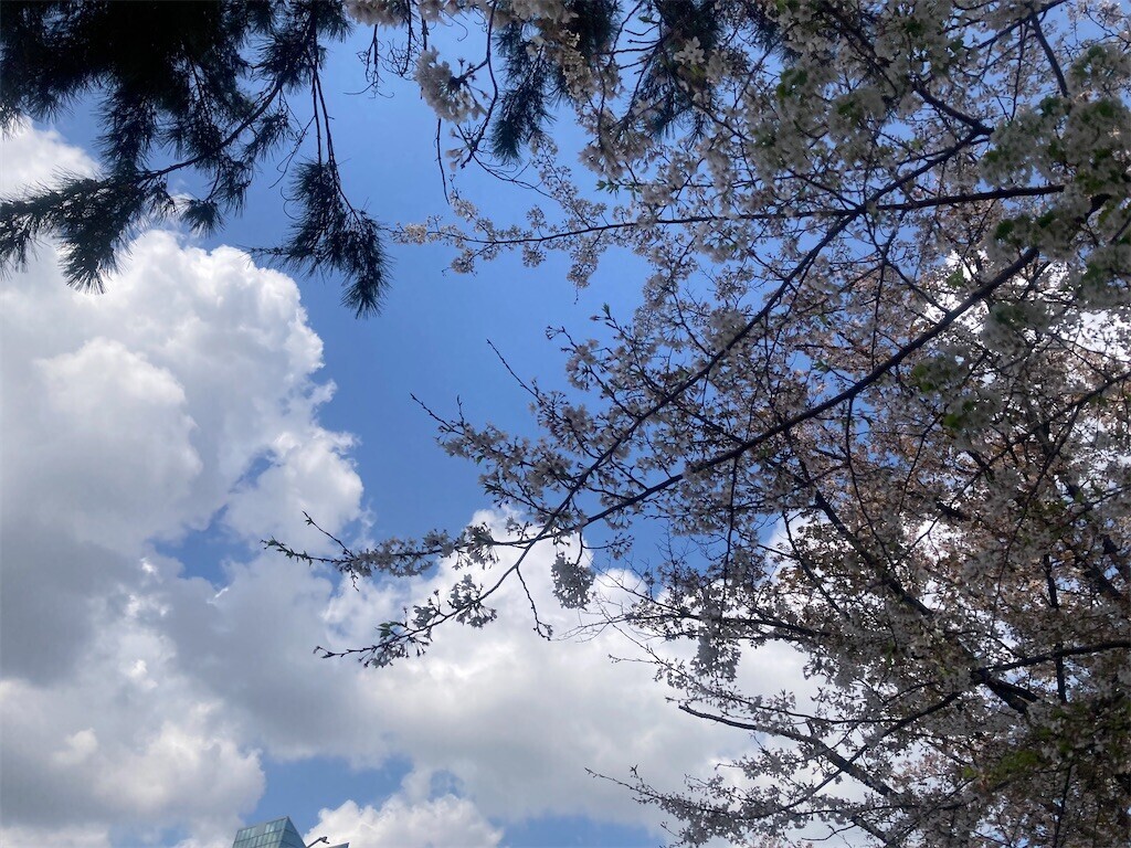 f:id:Magnoliarida:20230331071338j:image f:id:Magnoliarida:20230331071338j:image