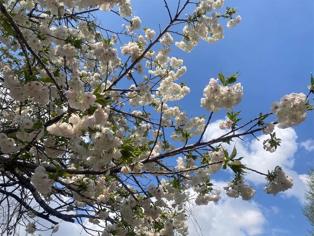 f:id:Magnoliarida:20230331071344j:image f:id:Magnoliarida:20230331071344j:image