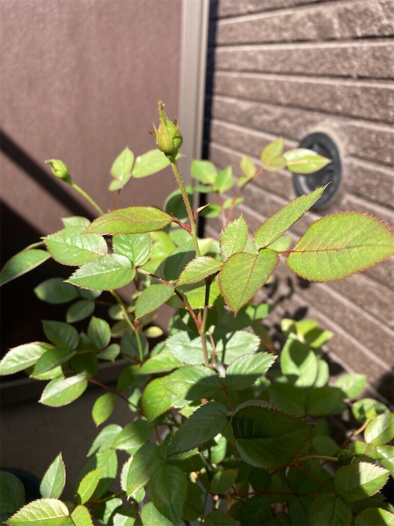 f:id:Magnoliarida:20230409091745j:image