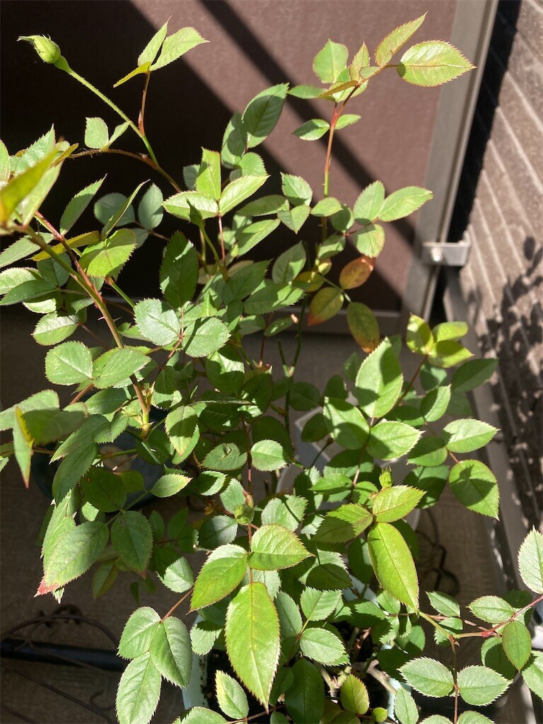 f:id:Magnoliarida:20230409091749j:image