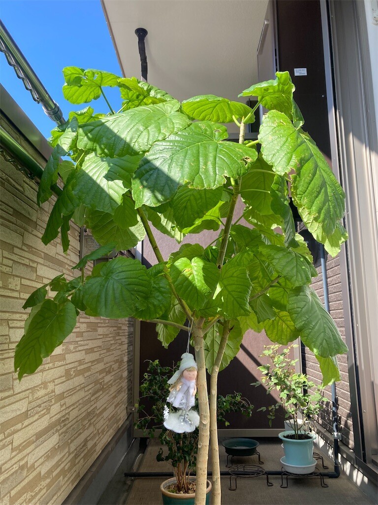 f:id:Magnoliarida:20230409091832j:image