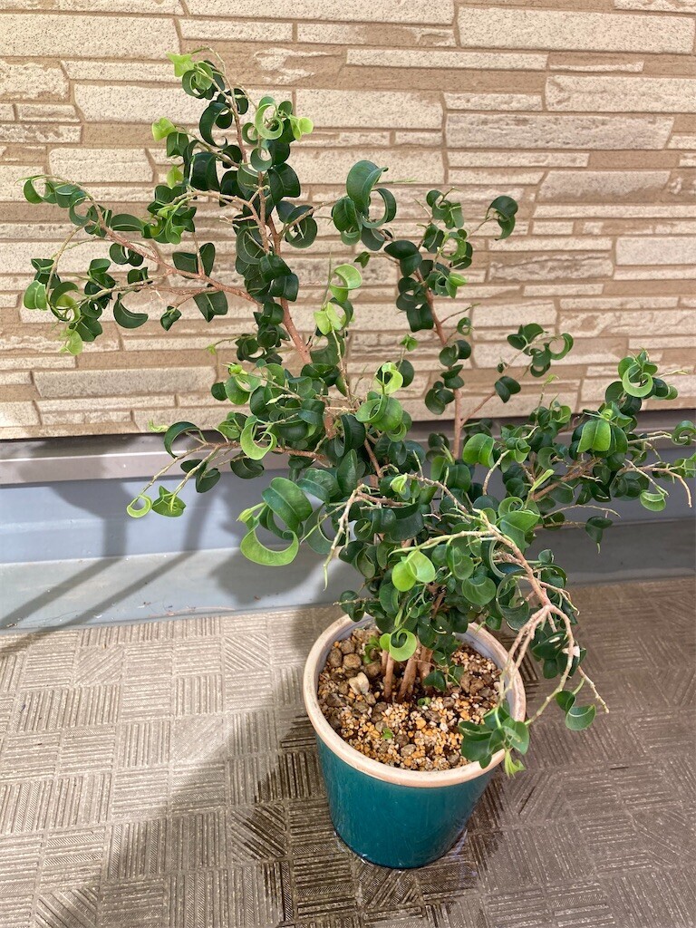 f:id:Magnoliarida:20230409091836j:image