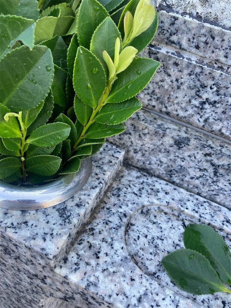 f:id:Magnoliarida:20230409164005j:image