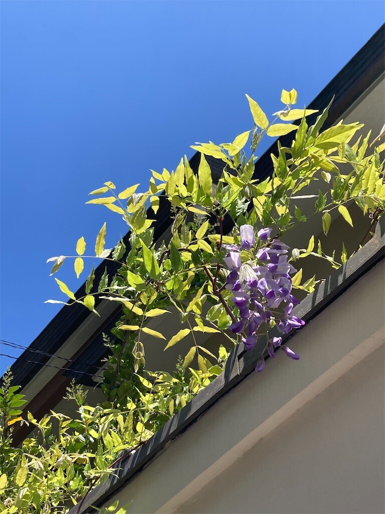 f:id:Magnoliarida:20230416145009j:image f:id:Magnoliarida:20230416145009j:image