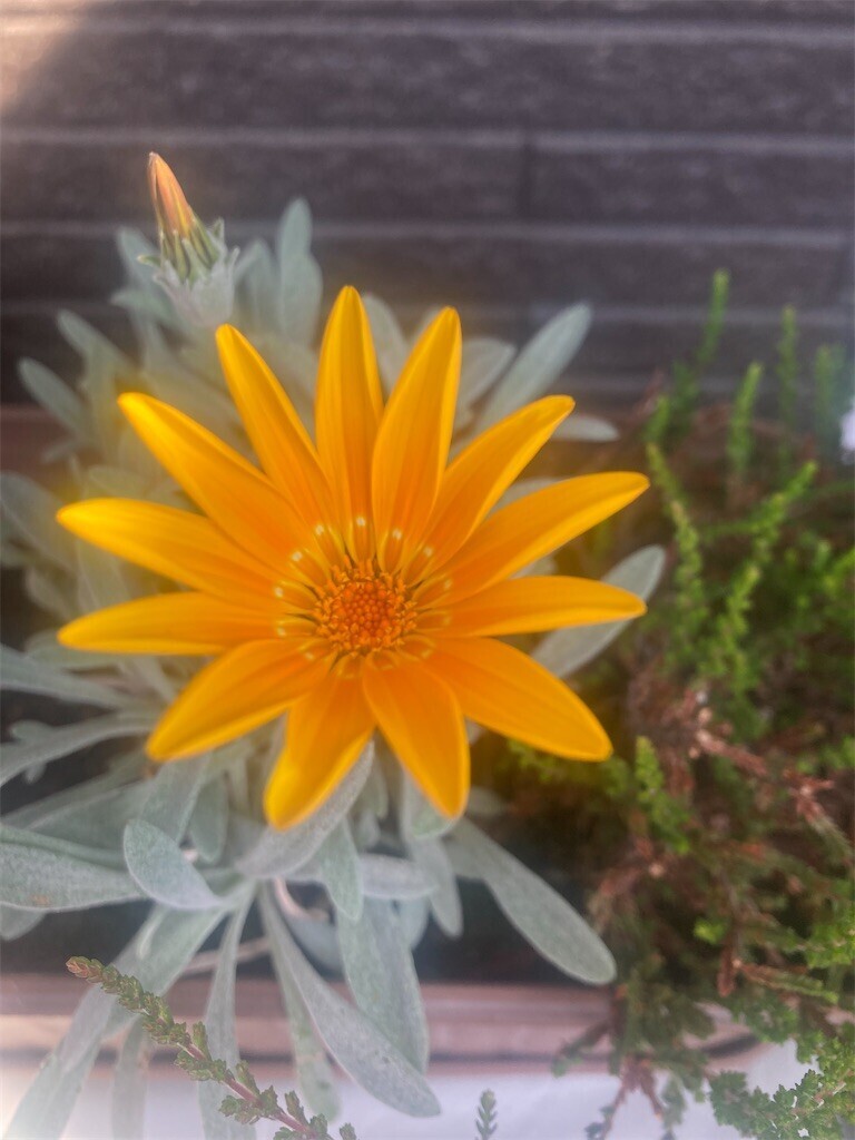 f:id:Magnoliarida:20230504082336j:image