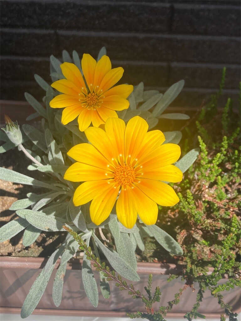 f:id:Magnoliarida:20230505112952j:image