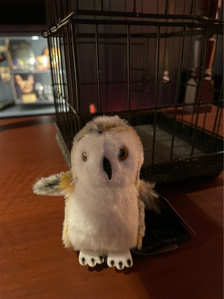 f:id:Magnoliarida:20230508133606j:image f:id:Magnoliarida:20230508133606j:image