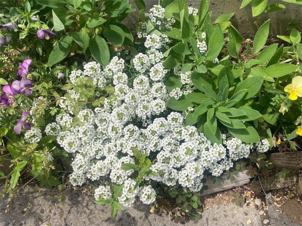 f:id:Magnoliarida:20230519075613j:image