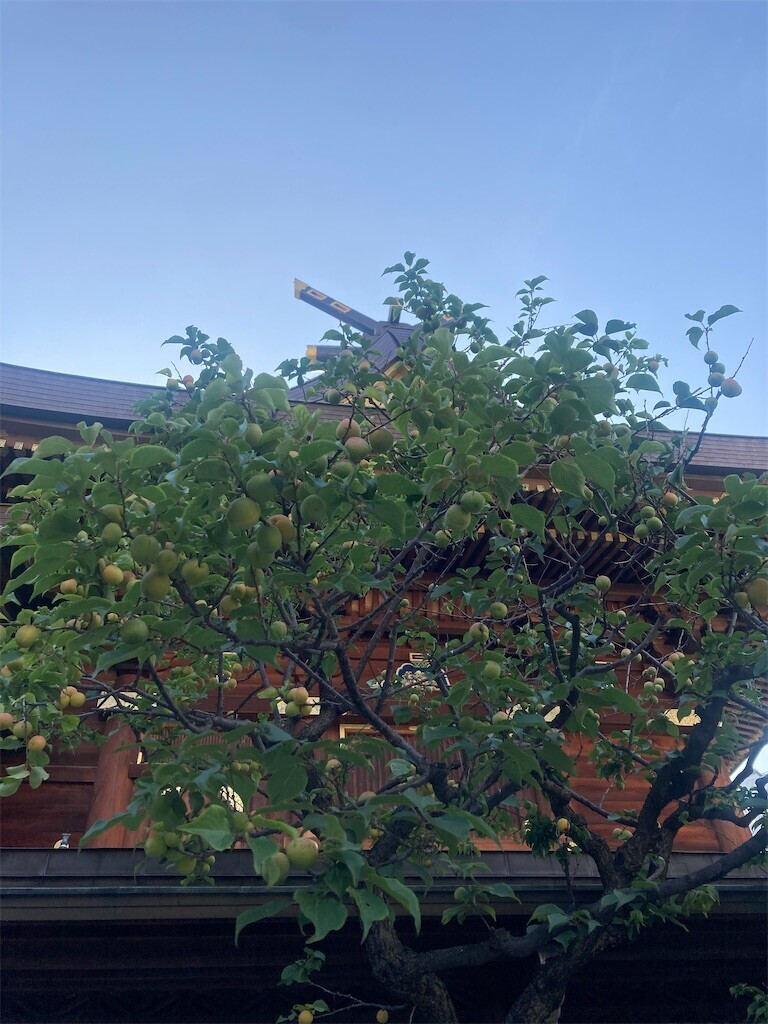 f:id:Magnoliarida:20230528014404j:image