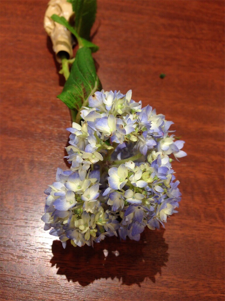 f:id:Magnoliarida:20230609084132j:image