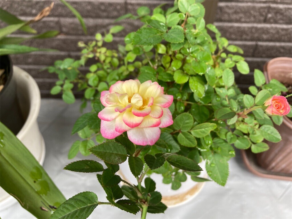 f:id:Magnoliarida:20230610094026j:image