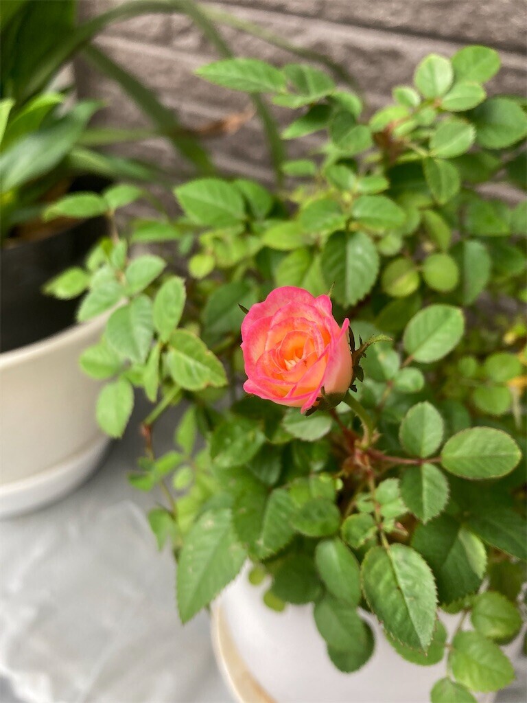 f:id:Magnoliarida:20230611100748j:image f:id:Magnoliarida:20230611100748j:image