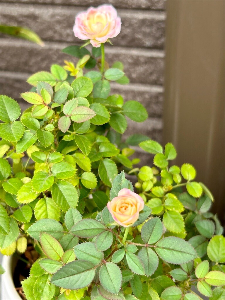 f:id:Magnoliarida:20230714073420j:image f:id:Magnoliarida:20230714073420j:image