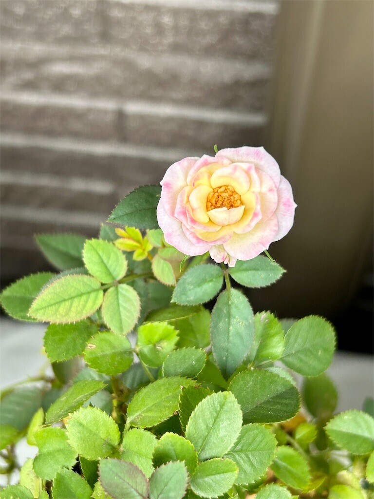 f:id:Magnoliarida:20230714073423j:image f:id:Magnoliarida:20230714073423j:image