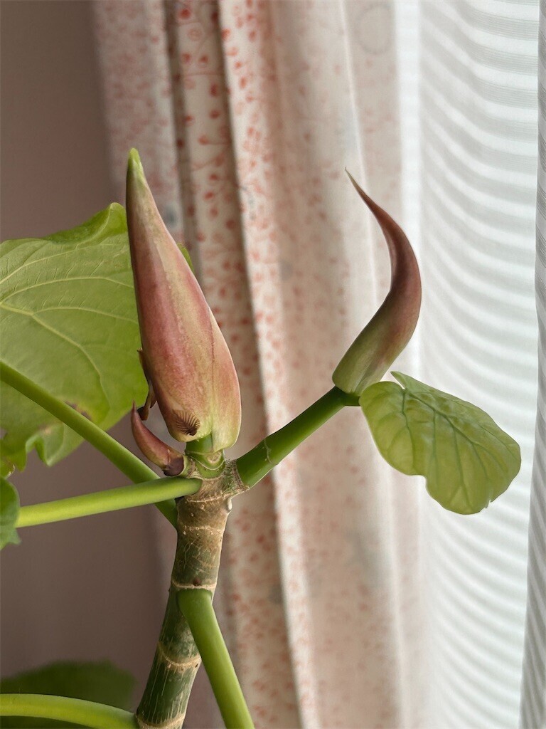 f:id:Magnoliarida:20230720075448j:image