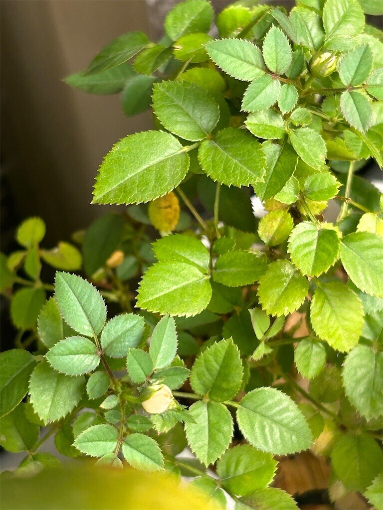 f:id:Magnoliarida:20230720075517j:image