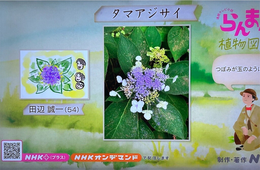 f:id:Magnoliarida:20230720085907j:image