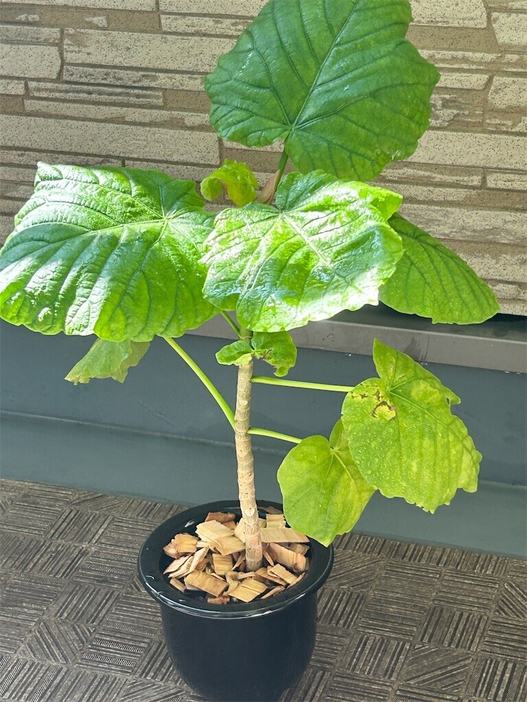 f:id:Magnoliarida:20230723135059j:image f:id:Magnoliarida:20230723135059j:image