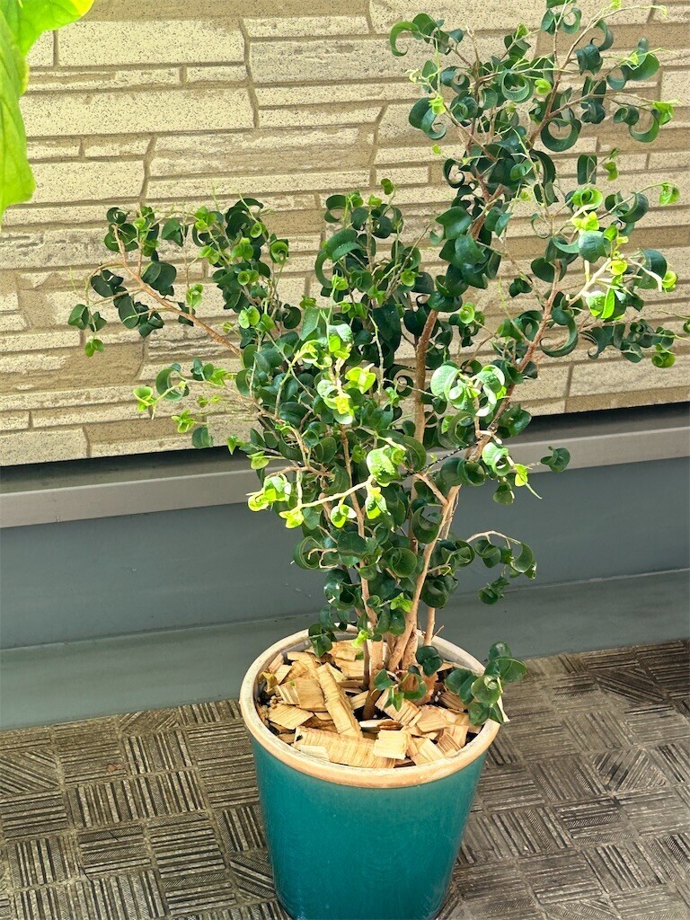 f:id:Magnoliarida:20230723135237j:image f:id:Magnoliarida:20230723135237j:image