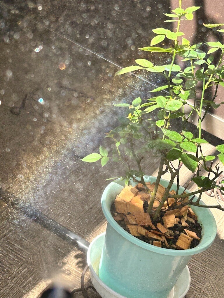 f:id:Magnoliarida:20230723135240j:image f:id:Magnoliarida:20230723135240j:image