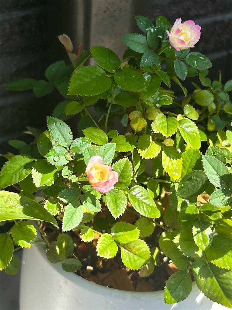 f:id:Magnoliarida:20230723135300j:image f:id:Magnoliarida:20230723135300j:image