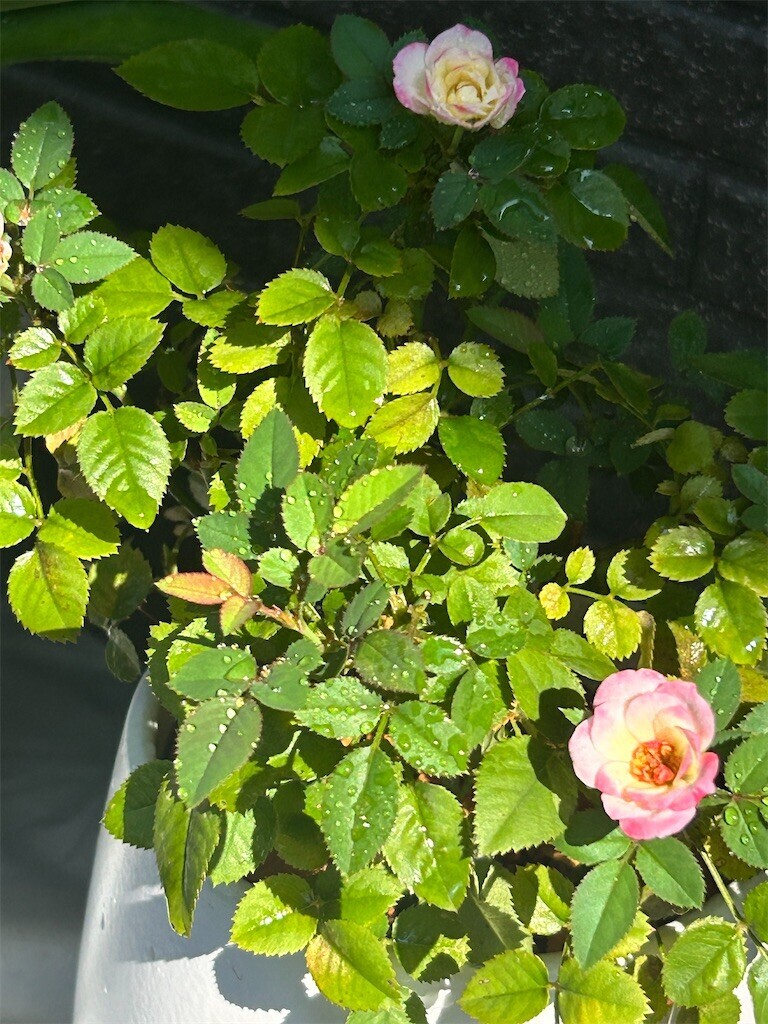 f:id:Magnoliarida:20230723135303j:image f:id:Magnoliarida:20230723135303j:image