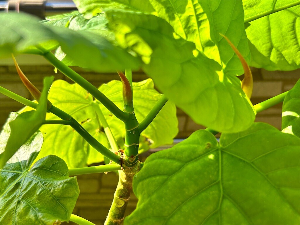 f:id:Magnoliarida:20230730084039j:image