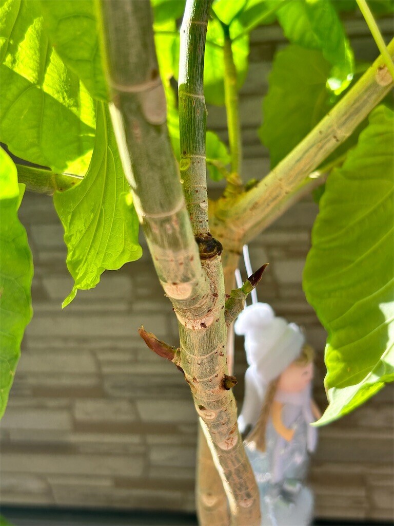f:id:Magnoliarida:20230730084042j:image