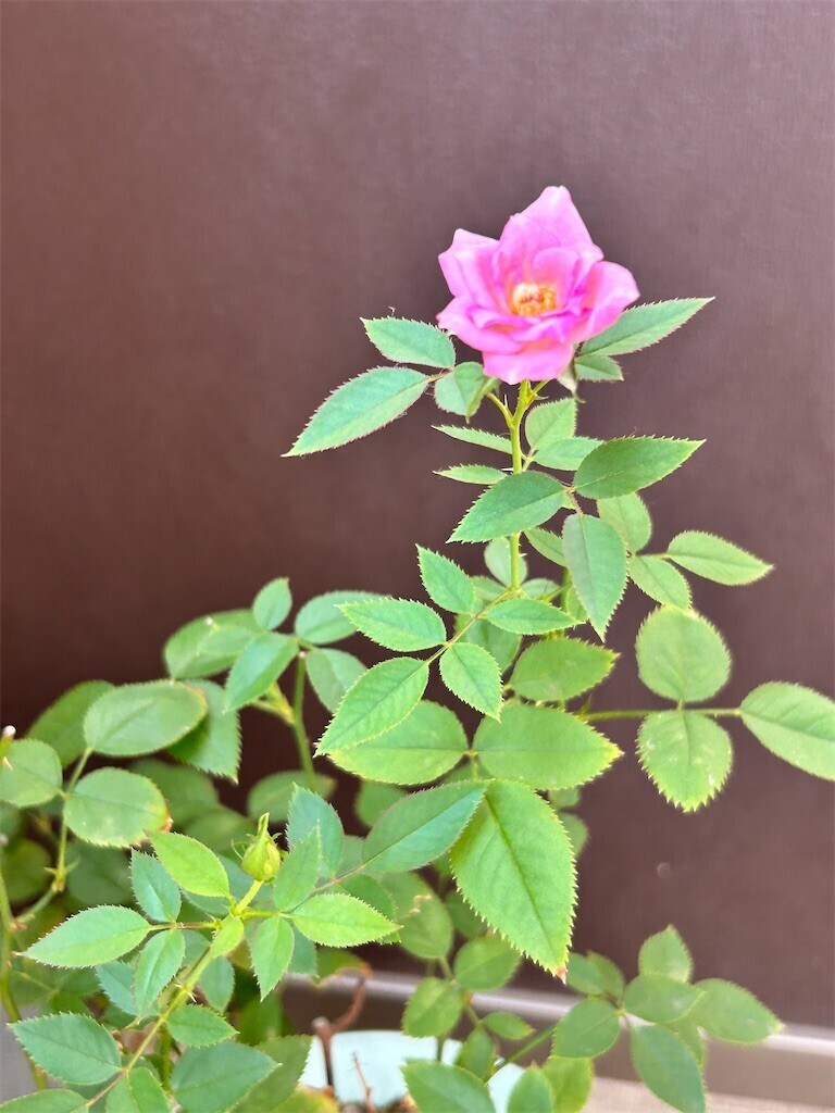 f:id:Magnoliarida:20230804084924j:image