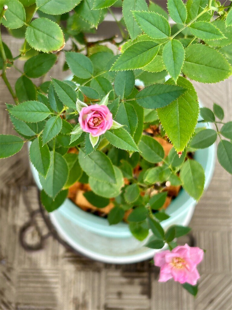 f:id:Magnoliarida:20230808075233j:image