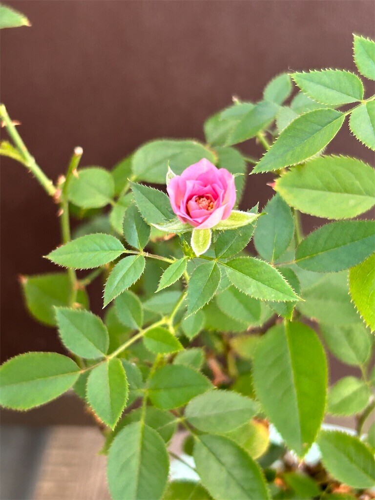 f:id:Magnoliarida:20230808075240j:image