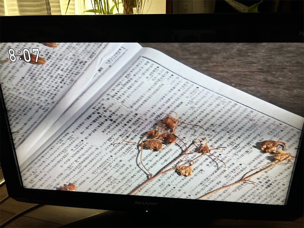 f:id:Magnoliarida:20230818084030j:image