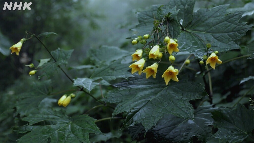 f:id:Magnoliarida:20230818130646j:image