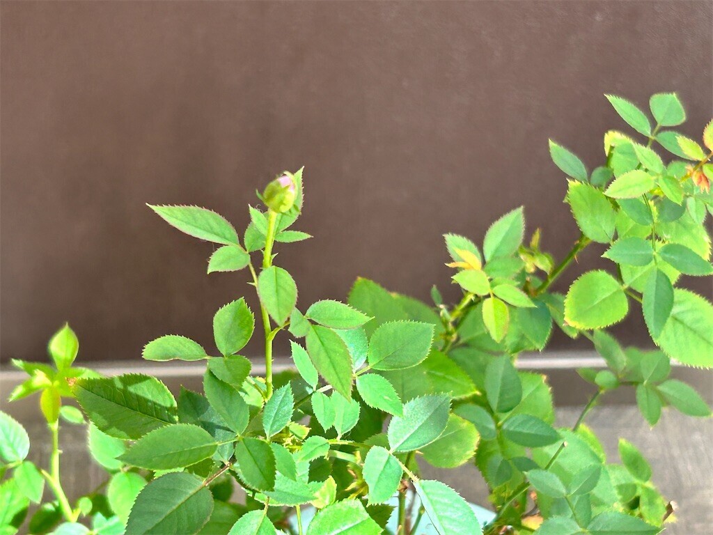 f:id:Magnoliarida:20230825082836j:image f:id:Magnoliarida:20230825082836j:image