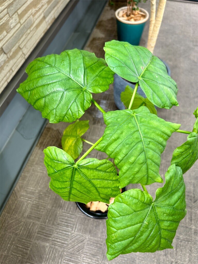 f:id:Magnoliarida:20230903090448j:image