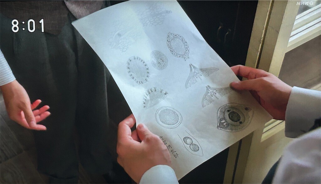 f:id:Magnoliarida:20230906215146j:image