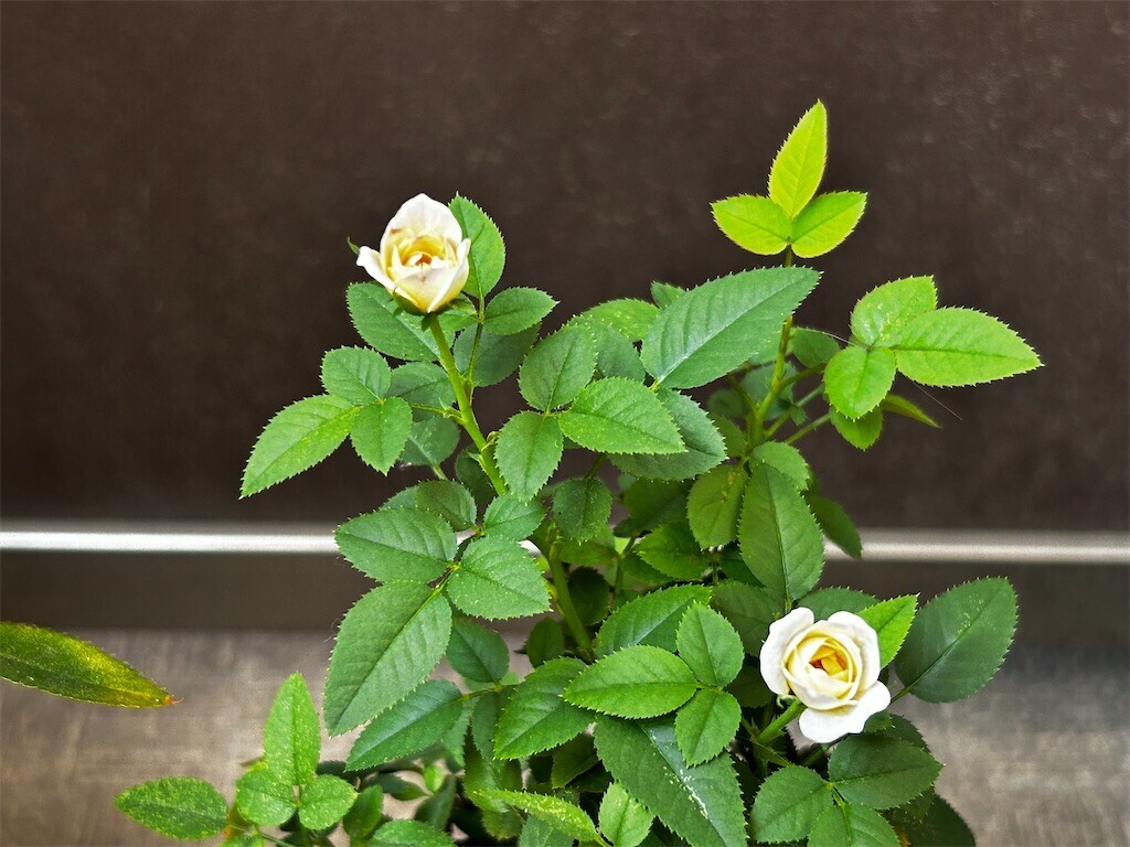 f:id:Magnoliarida:20230929114904j:image f:id:Magnoliarida:20230929114904j:image