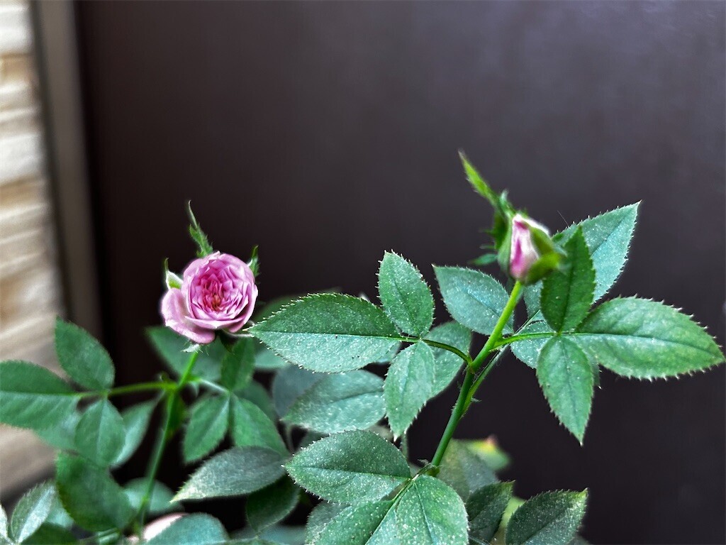 f:id:Magnoliarida:20230929114907j:image f:id:Magnoliarida:20230929114907j:image