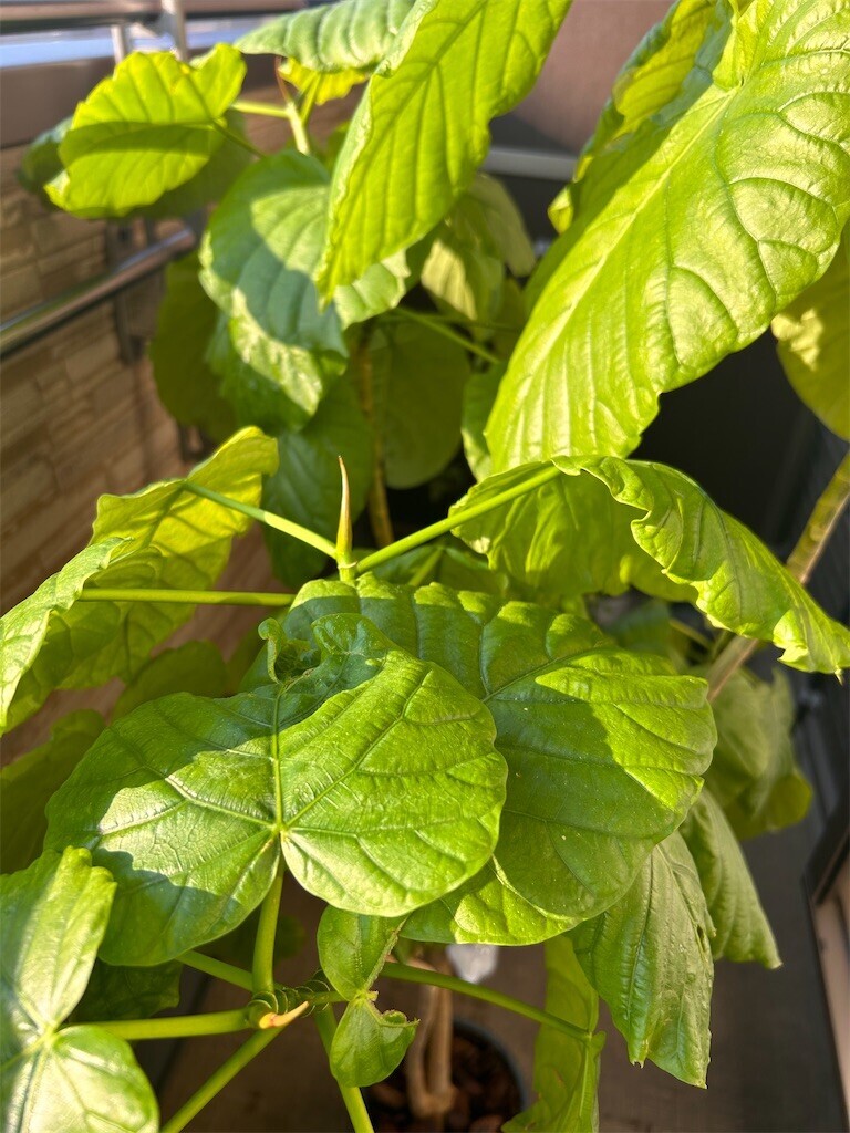 f:id:Magnoliarida:20231104080630j:image f:id:Magnoliarida:20231104080630j:image