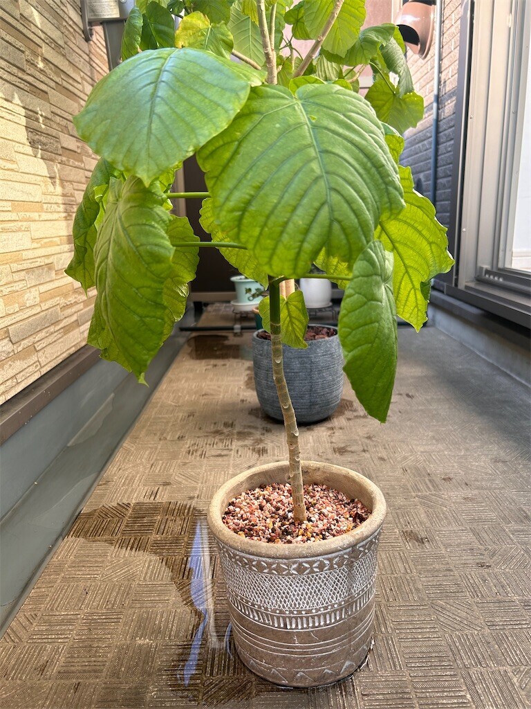 f:id:Magnoliarida:20231104080649j:image f:id:Magnoliarida:20231104080649j:image