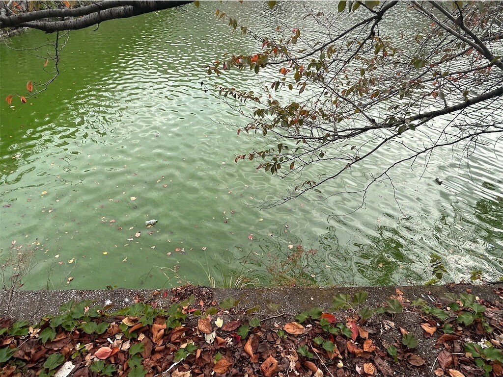 f:id:Magnoliarida:20231106183111j:image f:id:Magnoliarida:20231106183111j:image