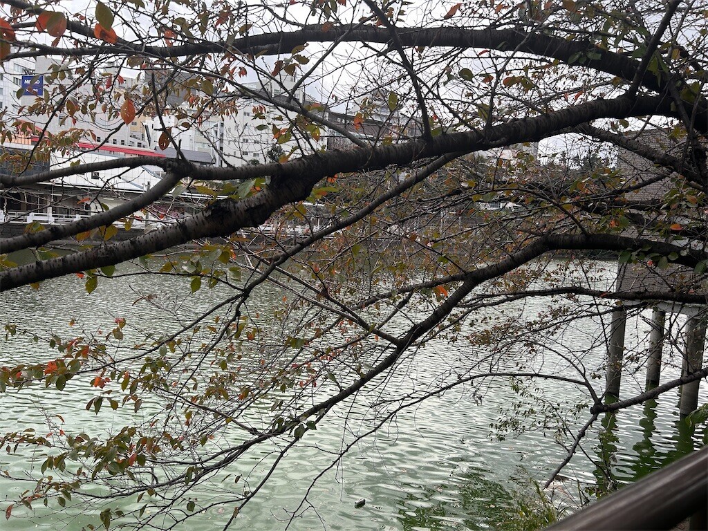 f:id:Magnoliarida:20231106183115j:image