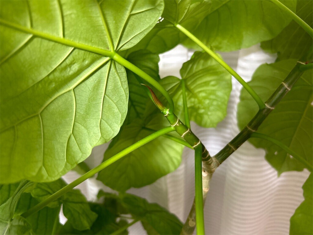 f:id:Magnoliarida:20231117220328j:image