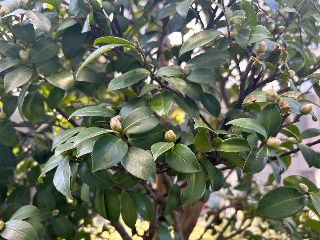 f:id:Magnoliarida:20231122072718j:image