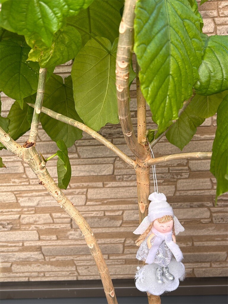 f:id:Magnoliarida:20231217104926j:image f:id:Magnoliarida:20231217104926j:image