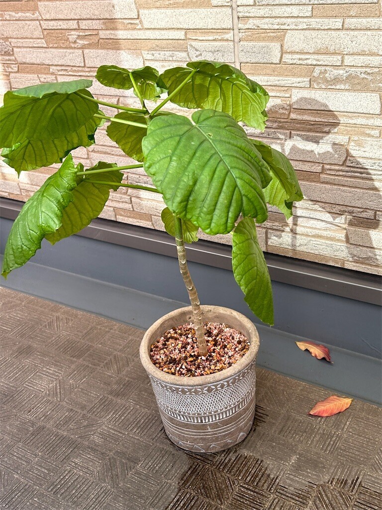 f:id:Magnoliarida:20231217104930j:image f:id:Magnoliarida:20231217104930j:image