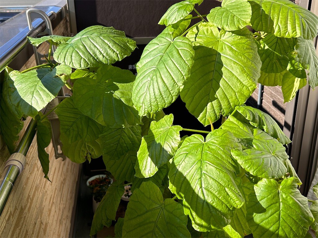 f:id:Magnoliarida:20231217104938j:image f:id:Magnoliarida:20231217104938j:image