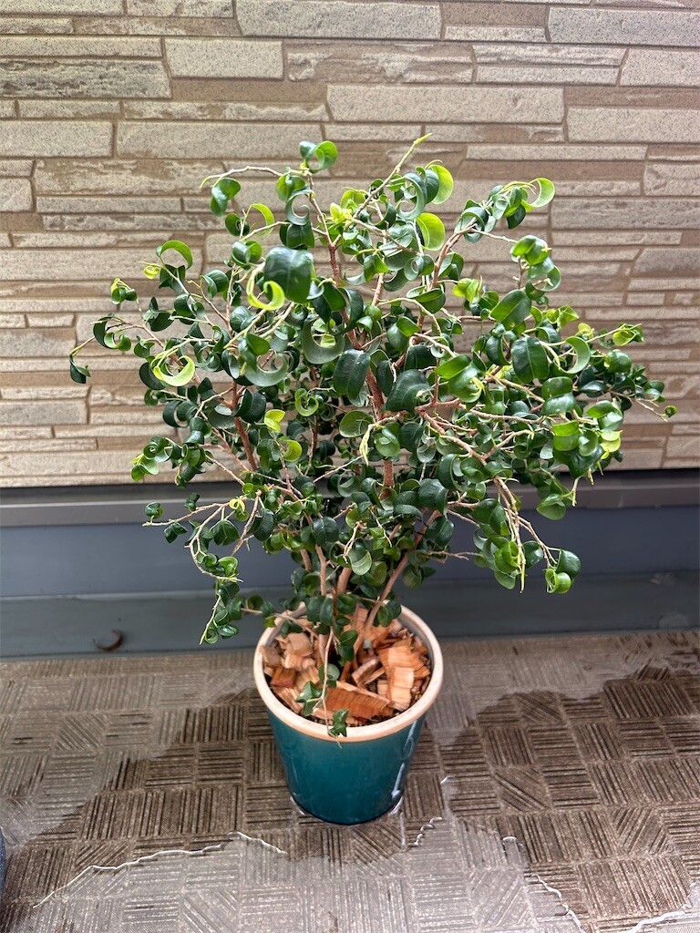 f:id:Magnoliarida:20240128100418j:image