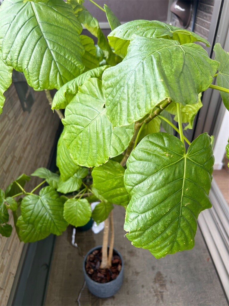 f:id:Magnoliarida:20240128100422j:image