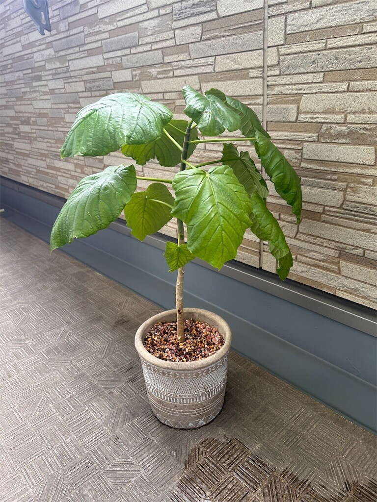 f:id:Magnoliarida:20240128100425j:image